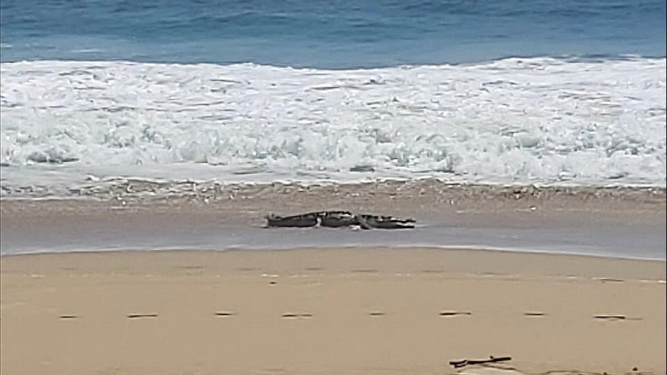 Cocodrilo de 3 metros aparece en playa de Acapulco y autoridades alertan a  visitantes – El Financiero