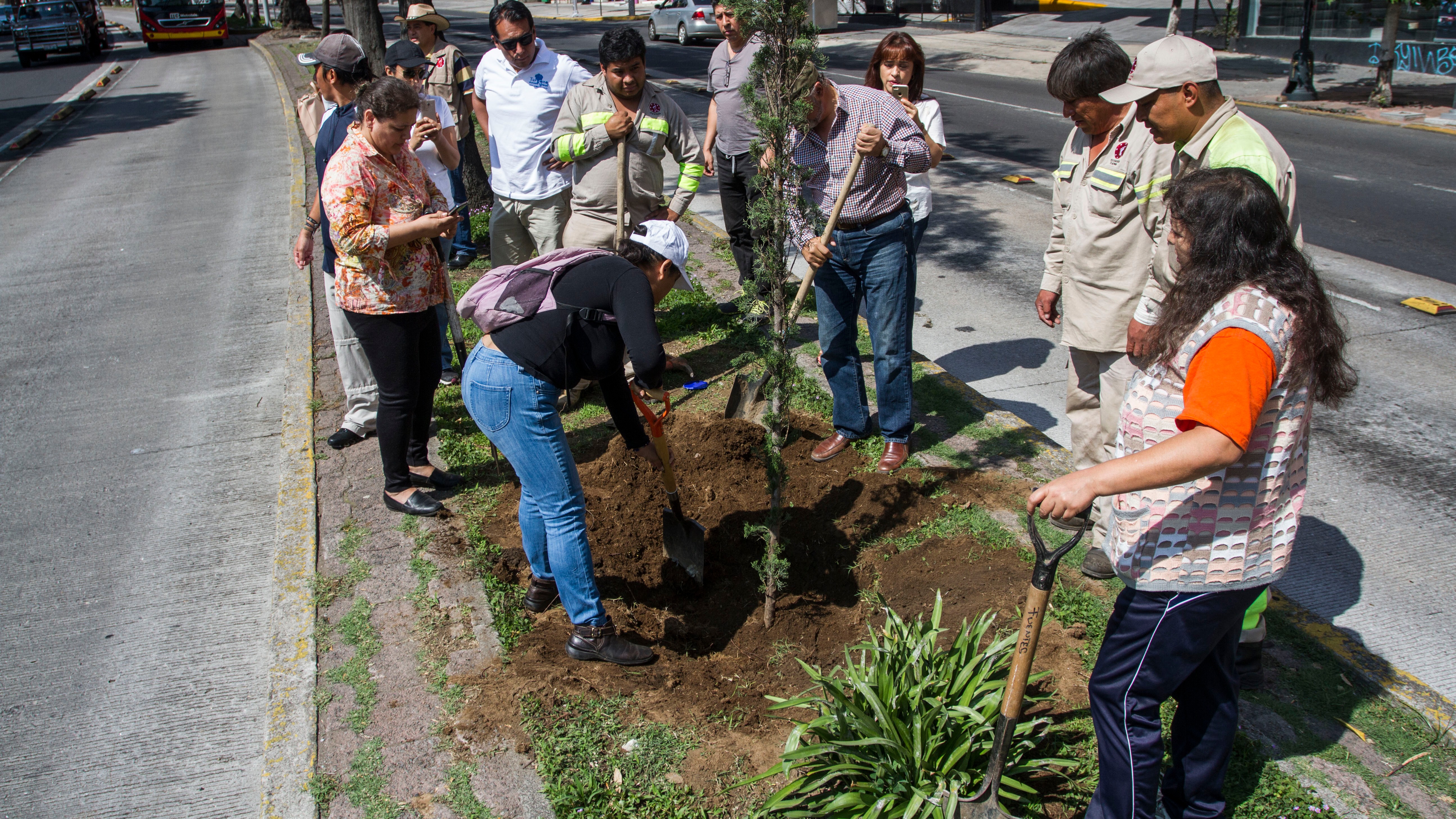 Árboles de manzana y durazno en los camellones? Gobierno de la CDMX y Sader  lo evalúan – El Financiero