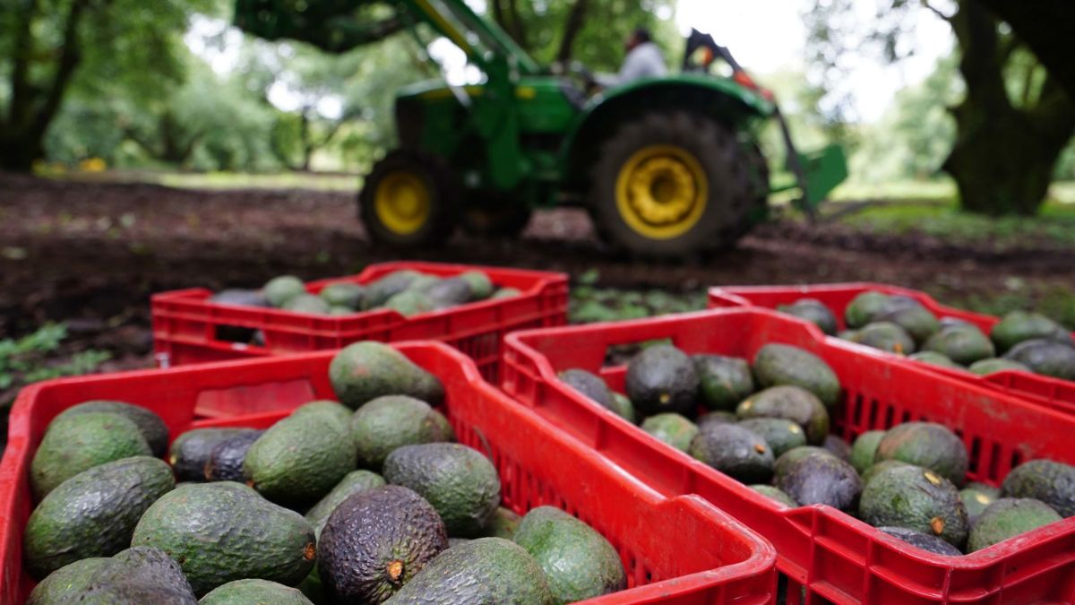 Aguacate hace 'brillar' a México: Es líder en exportaciones de la fruta más  vendida en el mundo – El Financiero