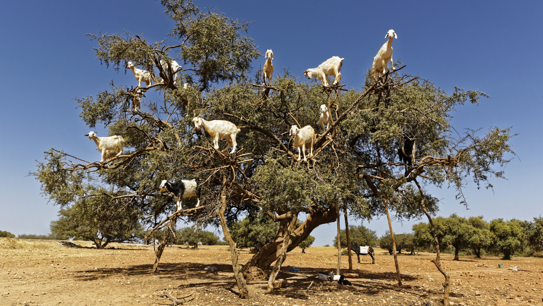 Cabras trepadoras de árboles: así es como ayudan al medio ambiente por  estar a 10 metros de altura – El Financiero