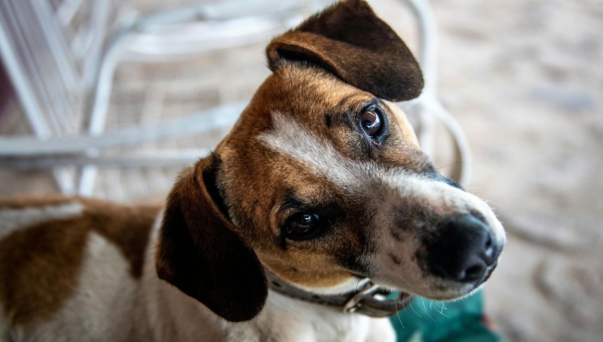 es un perro lamiendo tu cara una muestra de cariño