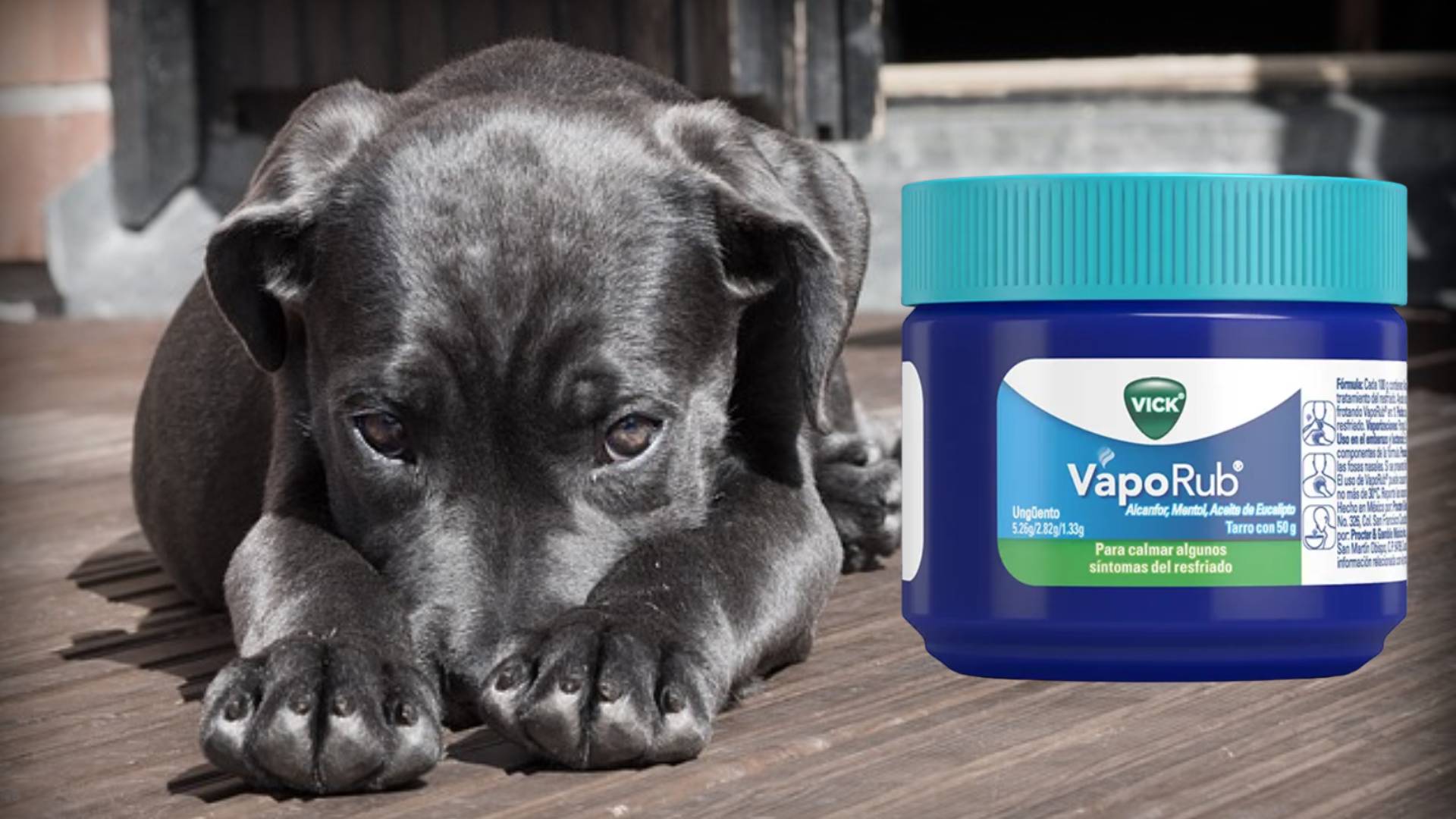 Vicks vaporub deals and dogs