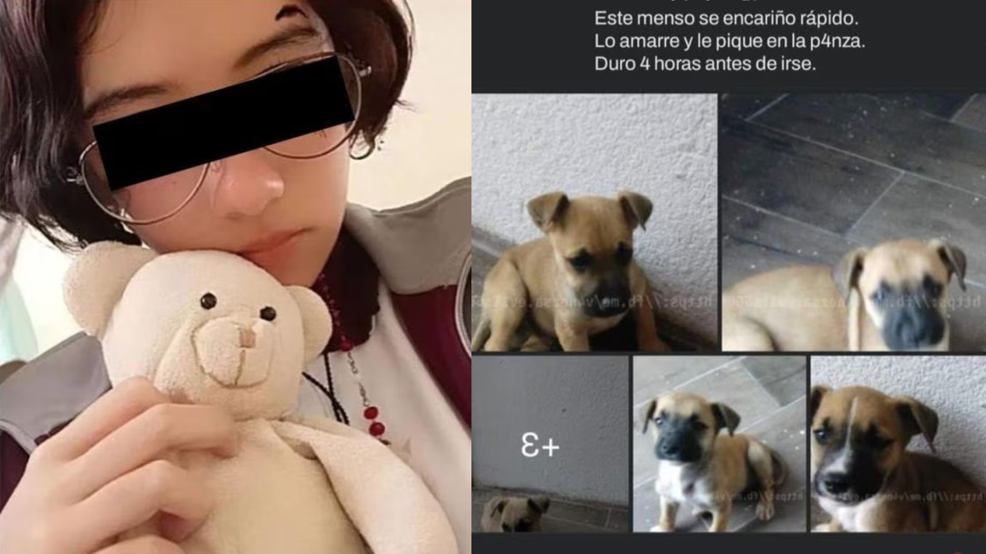 Qué pena en cárcel alcanzaría Vanessa por matar al perrito 