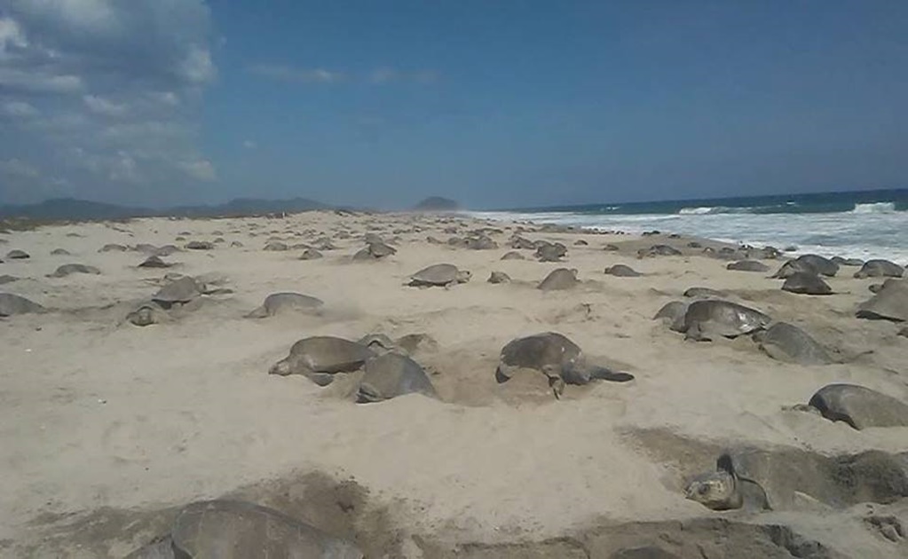 Marina vigila casi 23 millones de huevos de tortuga en Oaxaca