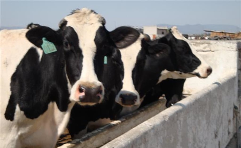Modifican geneticamente a las vacas para resistir tuberculosis