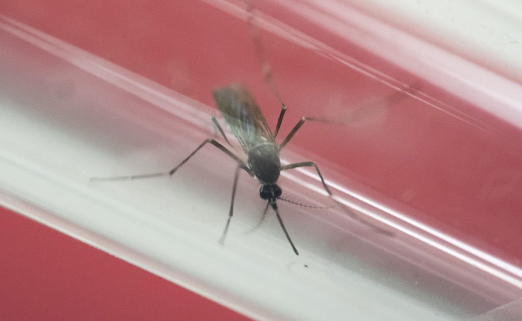 OMS pide a parejas de zonas con Zika esperar antes de considerar un embarazo
