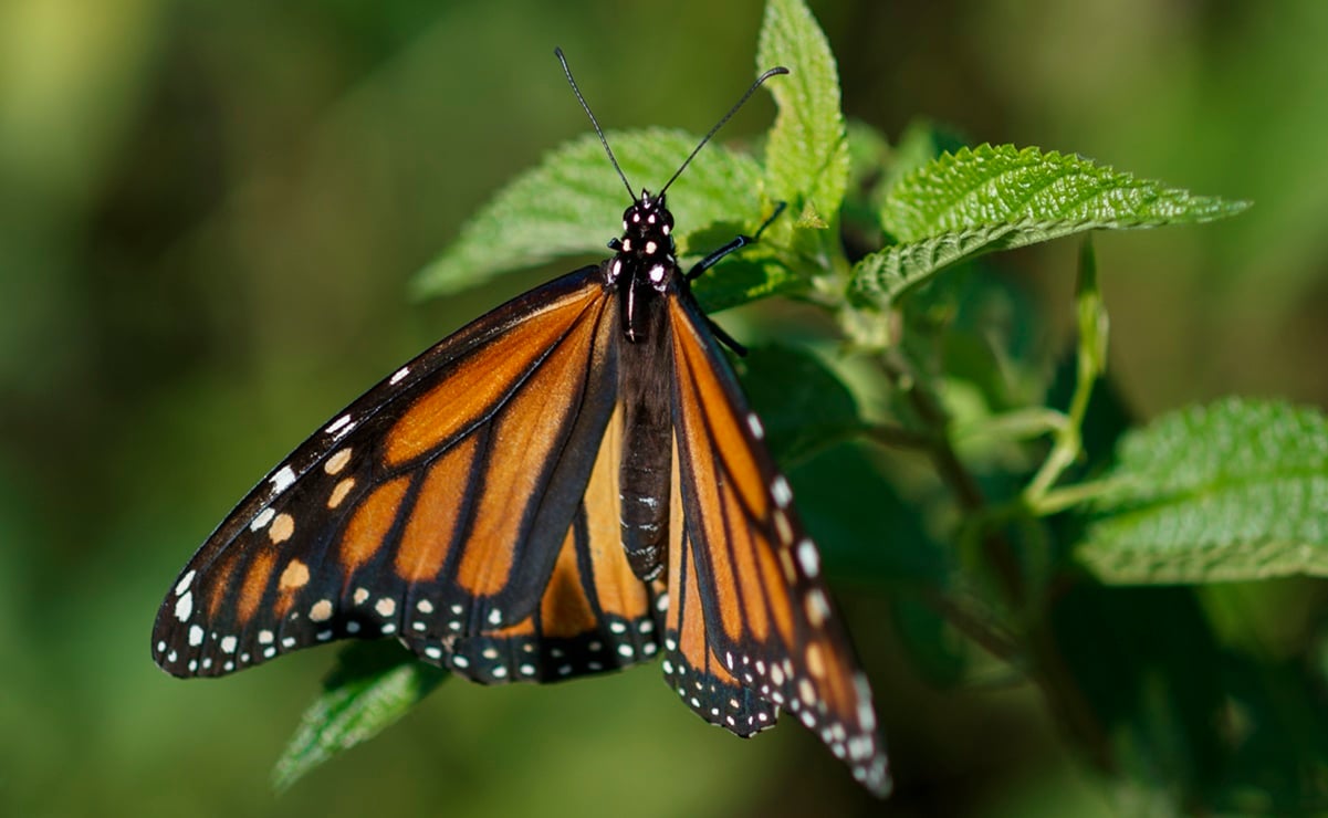 EU desiste de declarar a la mariposa monarca especie en peligro de extinción 