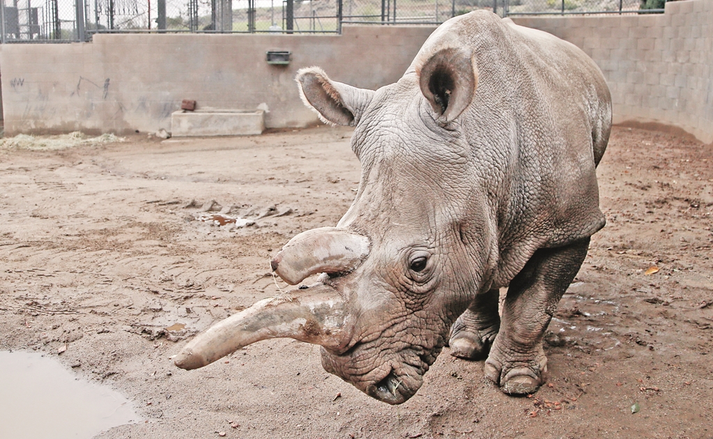 Aún hay esperanzas de salvar al rinoceronte blanco con células madre
