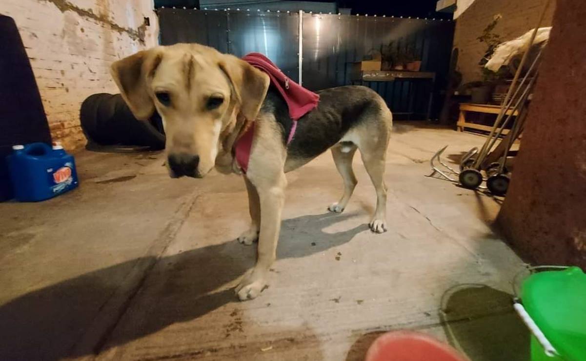 Tras publicación en redes sociales, perrito “Mochilitas” halla a su dueño en Zacatecas