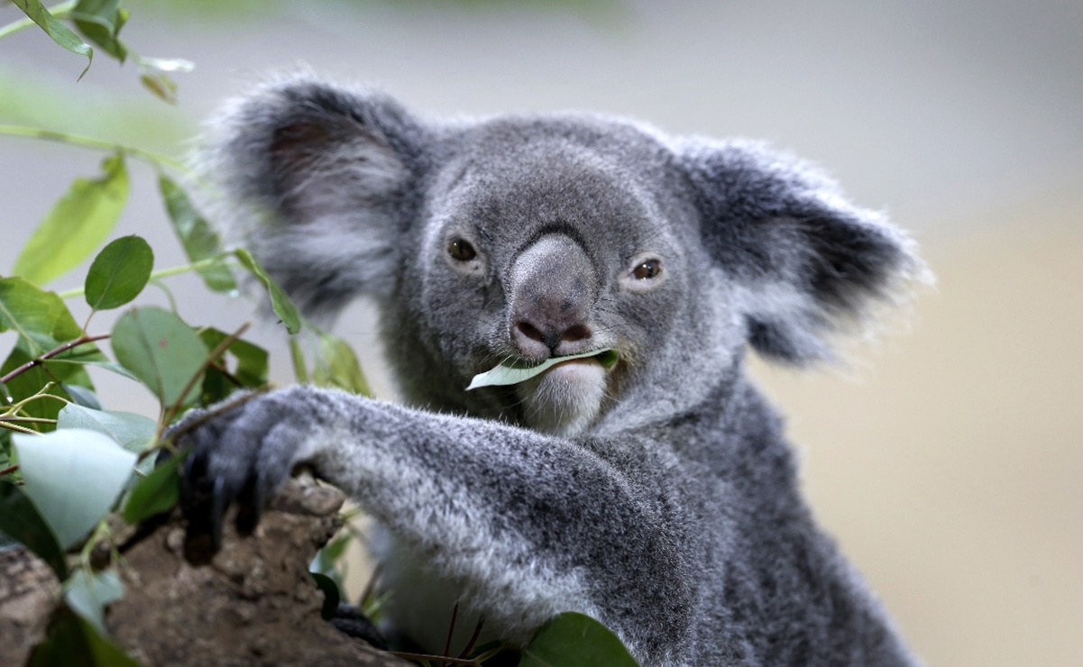 La población de koalas se redujo en un 30%
