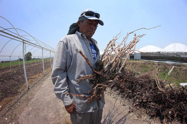 Sin avance, apoyos para plantíos dañados por Pemex