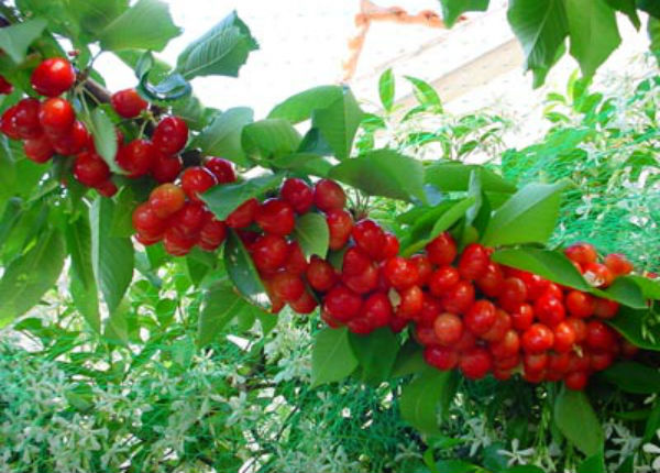 Llevan cultivo de cereza a la Sierra