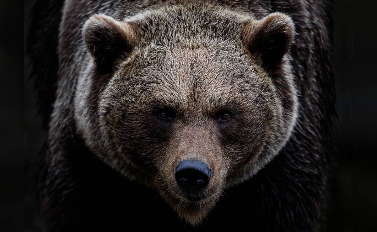 Continúan los ataques de animales; joven muere tras ataque de oso pardo en Rumanía