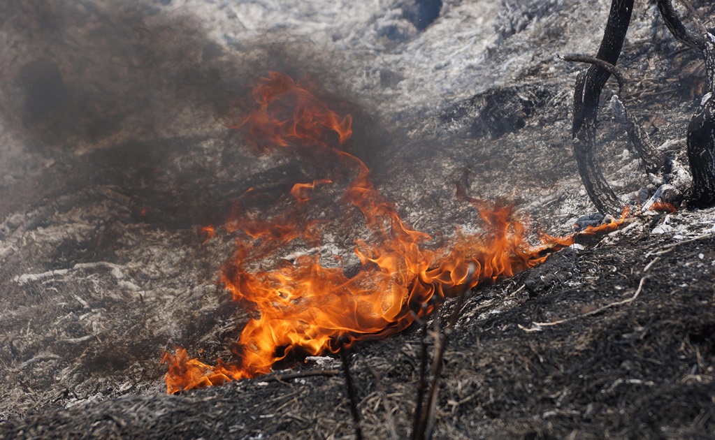 Incendios forestales afectan 484 mil 355 hectáreas en México