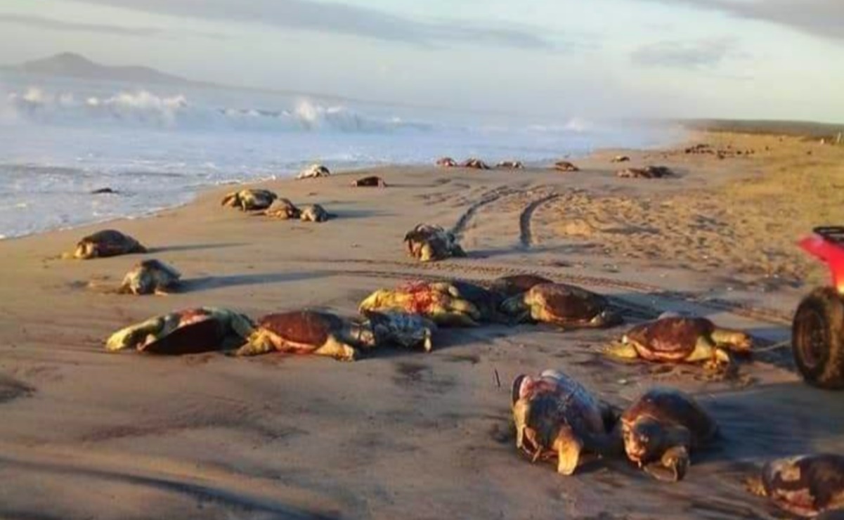 Redes de pesca ilegales causan muerte de 300 tortugas marinas en costas de Oaxaca