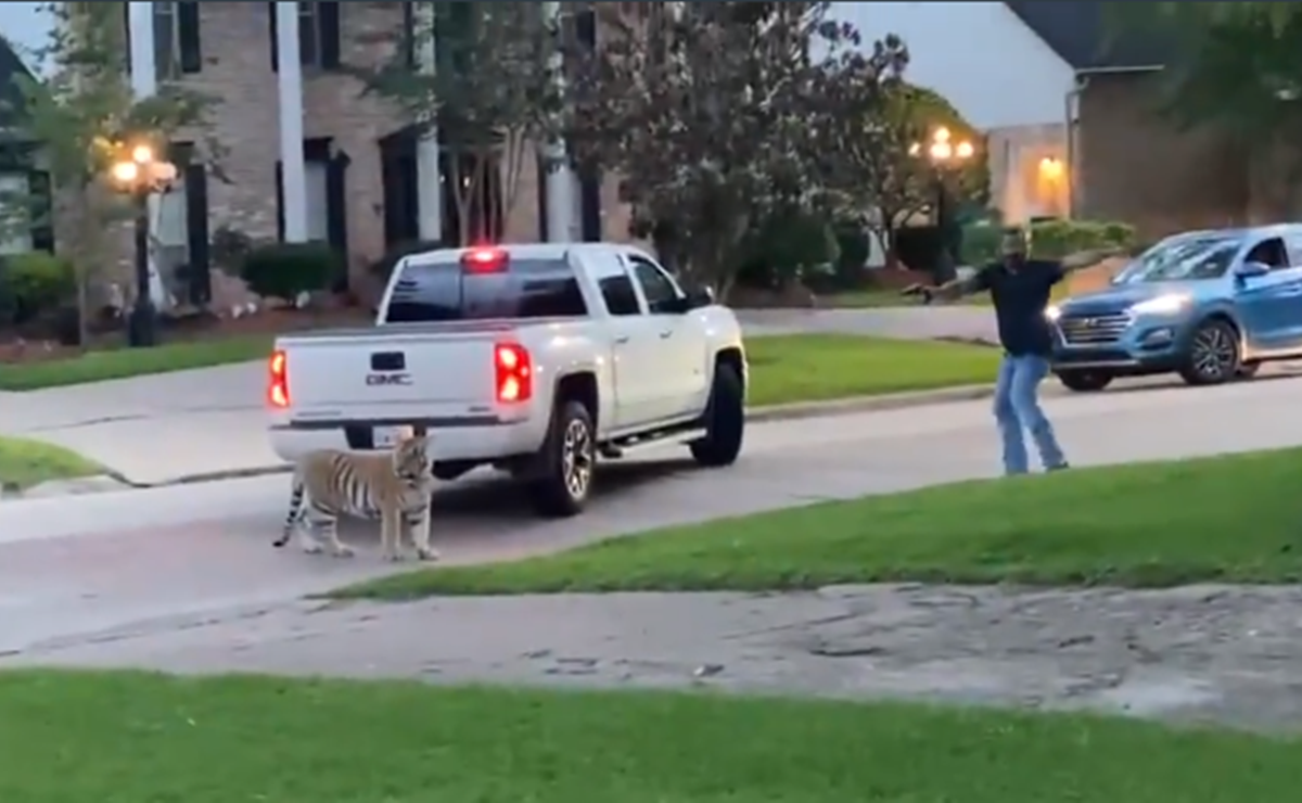 Video. Captan a enorme tigre deambulando por calles de Houston 