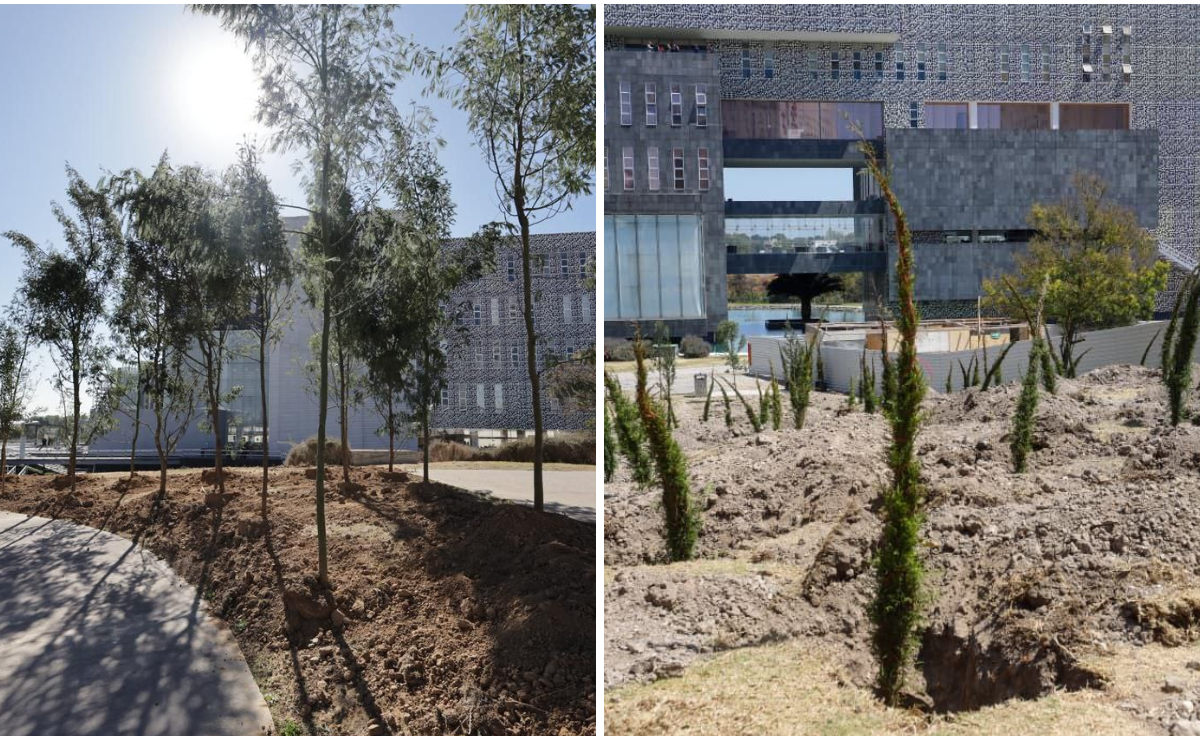 Gobierno de Puebla planta 2 mil 200 árboles en CIS y Parque Ecológico