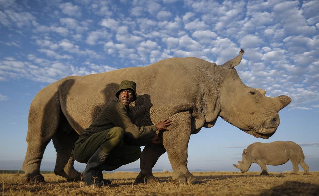 En el mundo, sólo quedan cuatro rinocerontes blancos