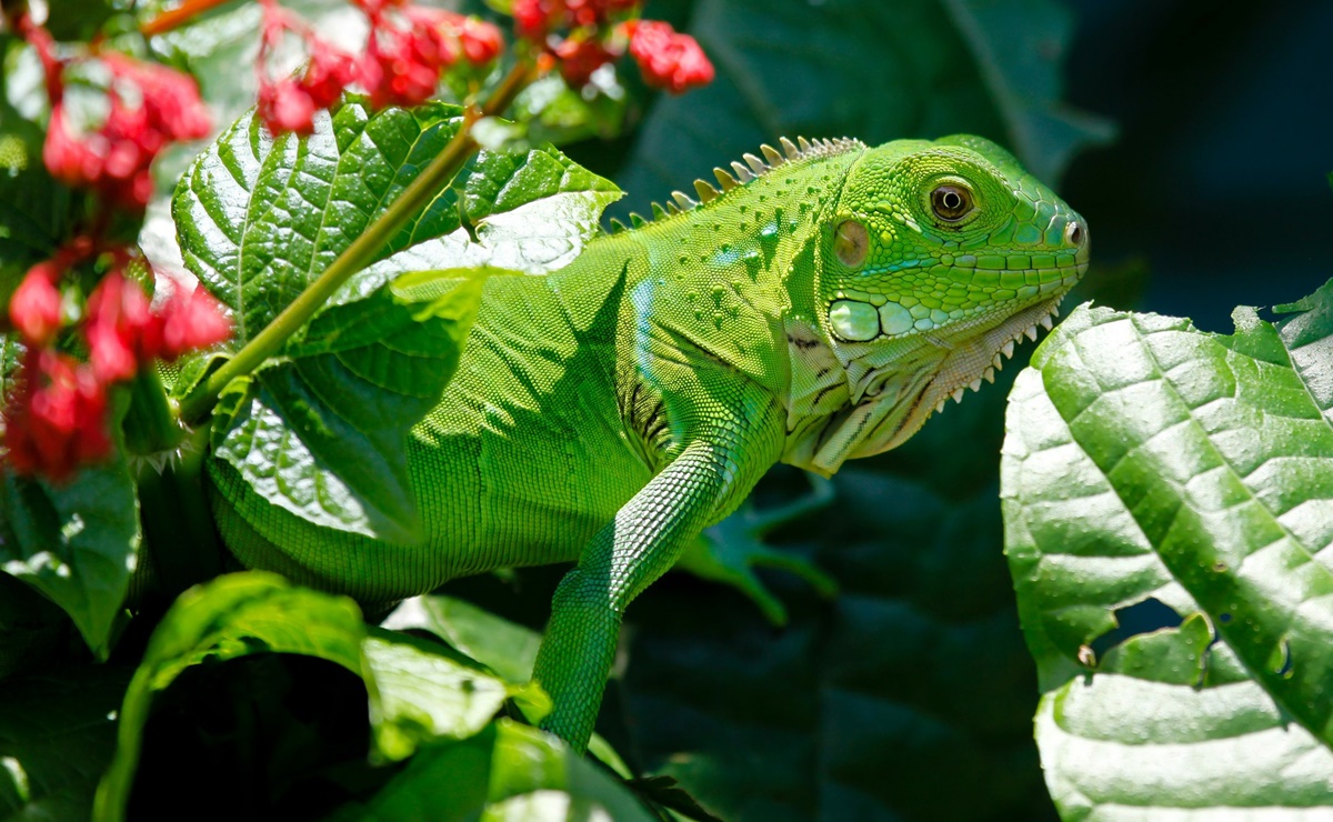 Alertan por iguanas que caerán de los árboles por frío en Miami