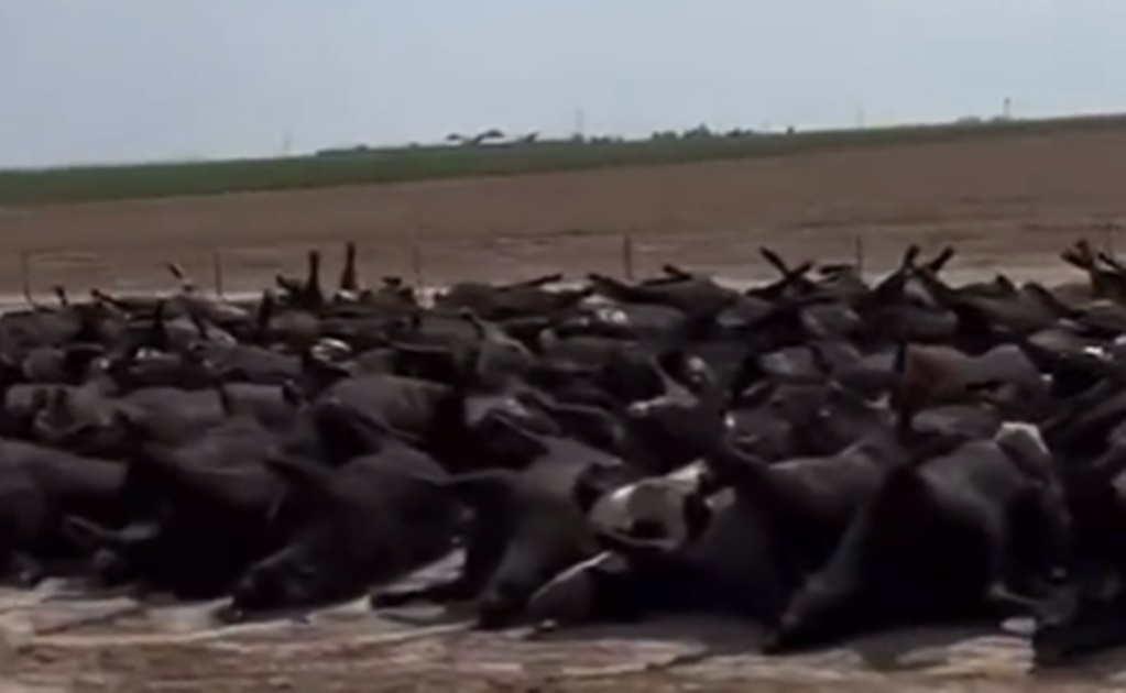 Golpe de calor mata a 400 cabezas de ganado en EU; los cuerpos de los animales quedan apilados