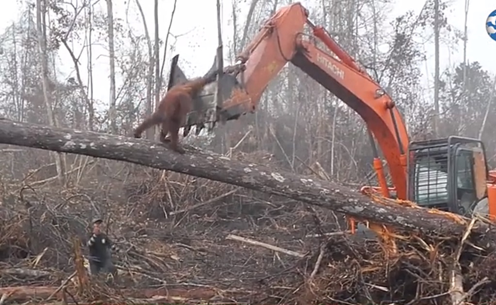 Video. Orangután se enfrenta a excavadora que destruyó su hábitat en Indonesia