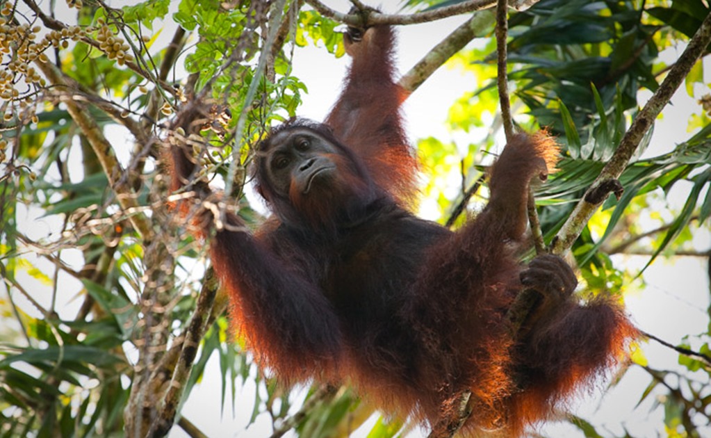 Población de orangután, despareció 25% en los últimos años