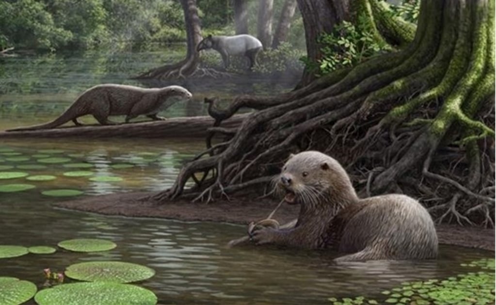 Descubren en China una nutria prehistórica gigante