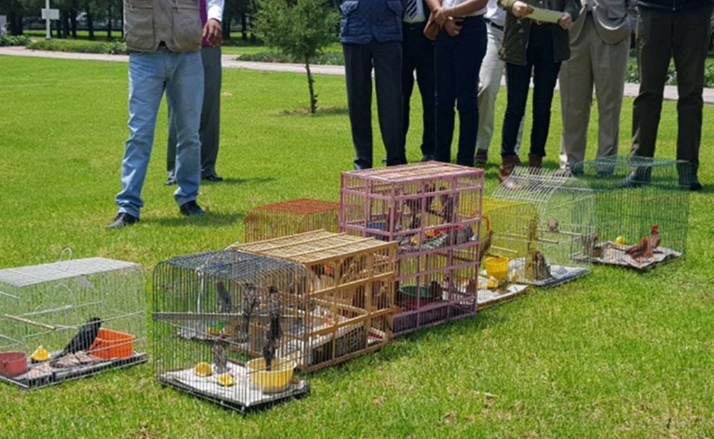 Reintegran a su hábitat a 54 aves, tres halcones y un coyote