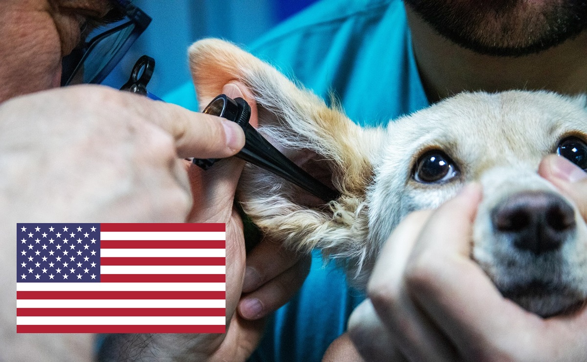 Hay vacantes para veterinarios mexicanos en Estados Unidos; dan alojamiento gratuito