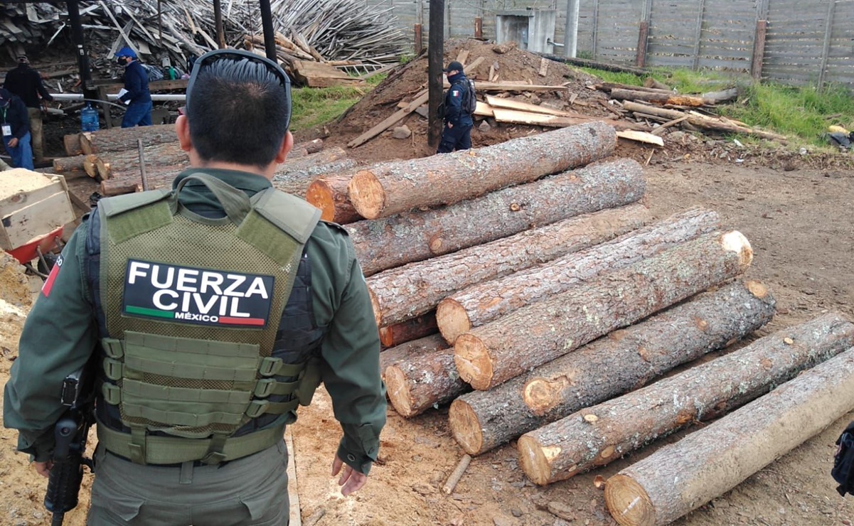 Clausuran aserradero ilegal en Valle de Perote, Veracruz