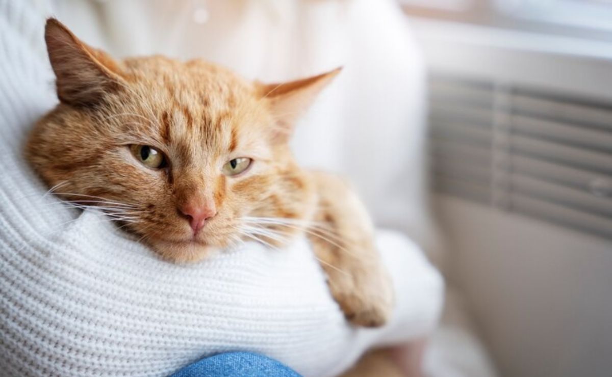 ¿Qué hacer si mi gato tiene la panza inflamada y blanda por PIF, según veterinaria?