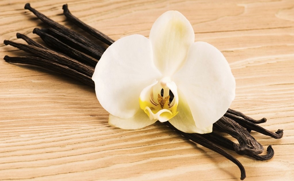 The Mexican scientist fighting to save vanilla 