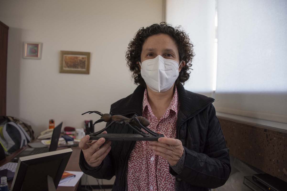 Gabriela Castaño, la bióloga mexicana que se ocupa del estudio de las hormigas 