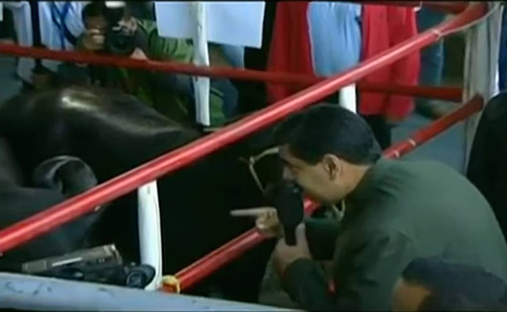 Video. Maduro pide apoyo a unas vacas y causa polémica en Venezuela