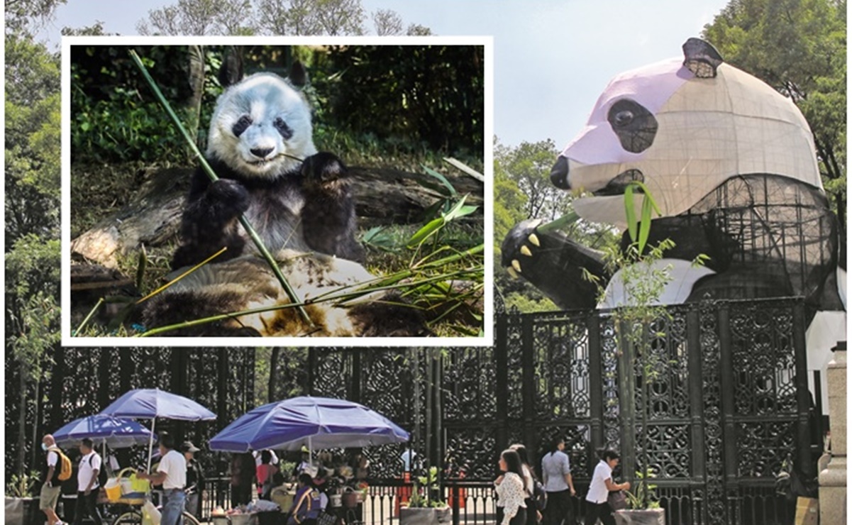 ¿Cuáles son los osos panda más famosos que han vivido en el zoológico de Chapultepec?