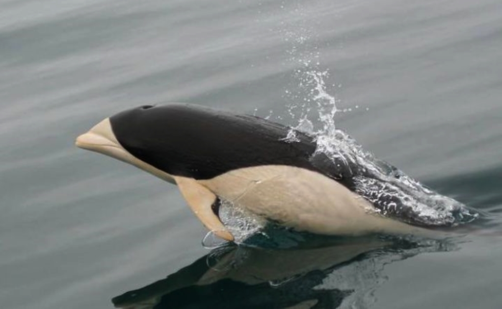 Por primera vez, fotografían un delfín liso