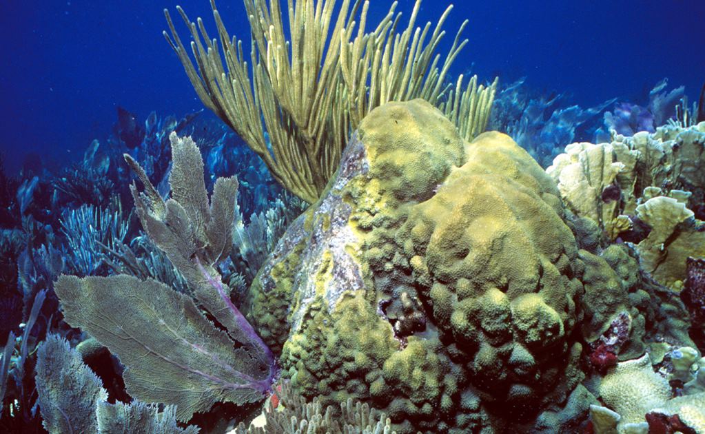 Cuba y EU firman acuerdo para conservación de áreas marinas 