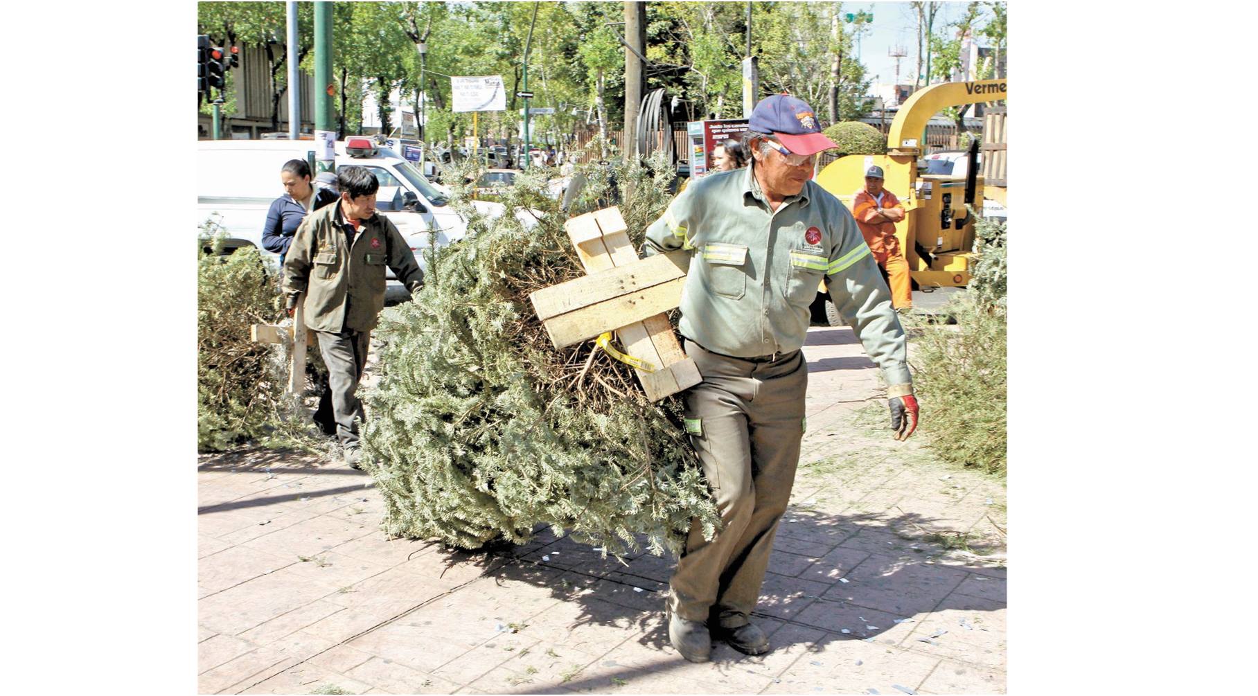 Inicia campaña de reciclaje de árboles de Navidad