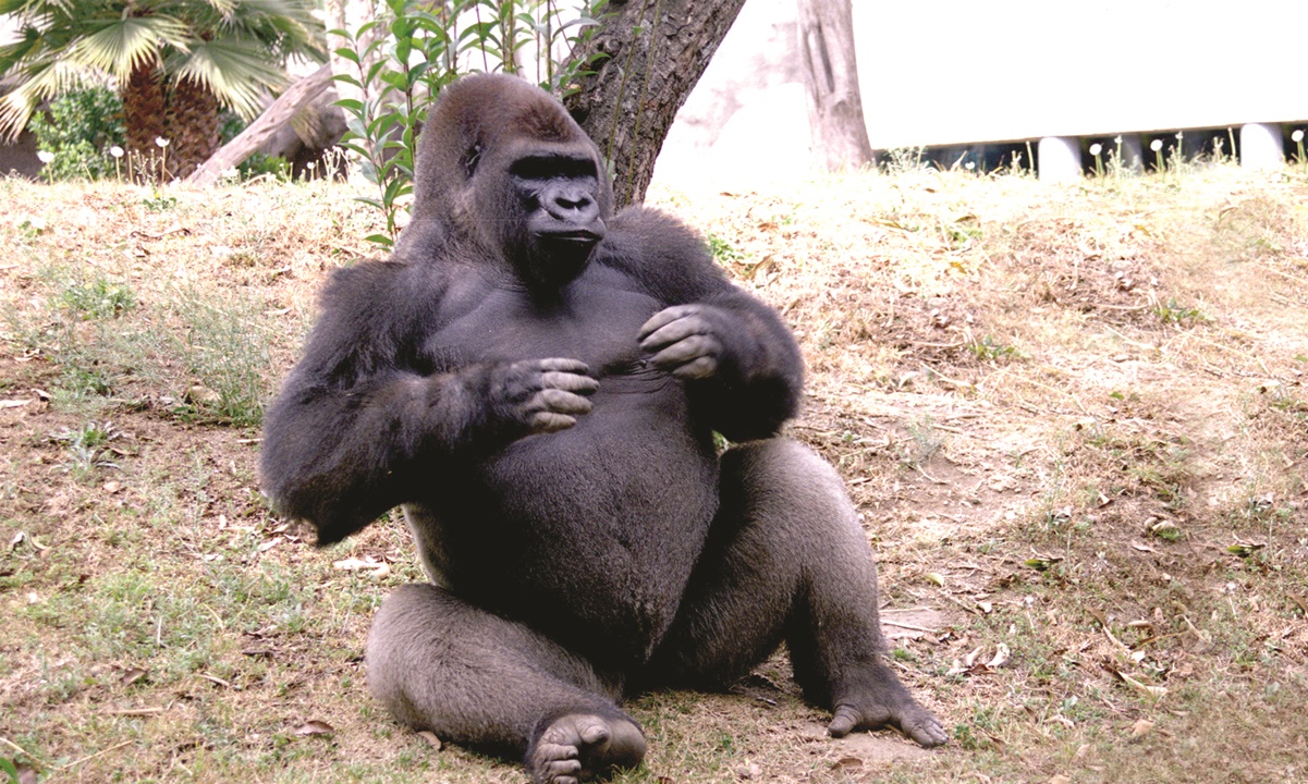 Zoológico Chapultepec 100 años ¿Por qué murió Bantú, el gorila más querido del lugar?