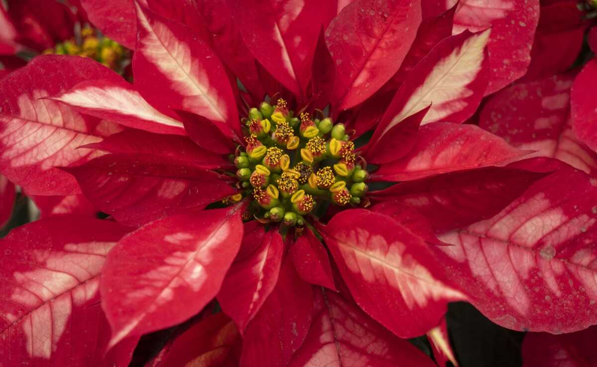 La Nochebuena, una flor que adornó los jardines de Nezahualcóyotl y Moctezuma