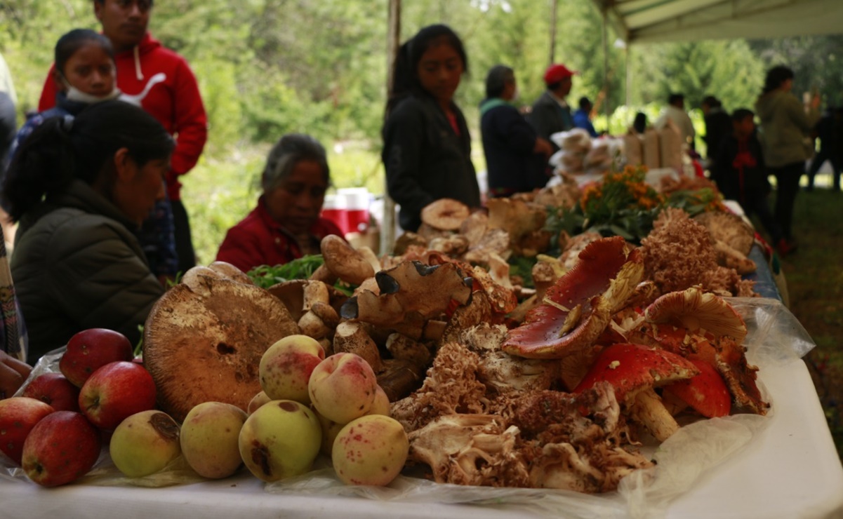 Micólogos y pobladores de Oaxaca celebran Festival de Hongos en Tlaxiaco