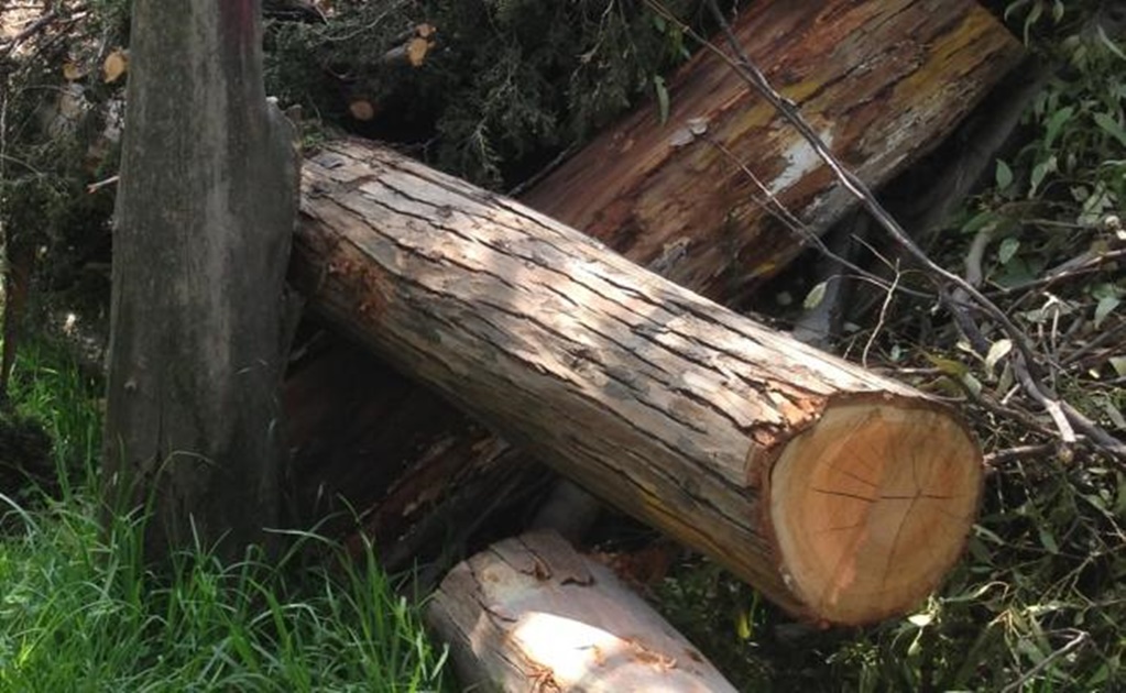 Alertan de posible ecocidio por derribo de 100 árboles en Puebla