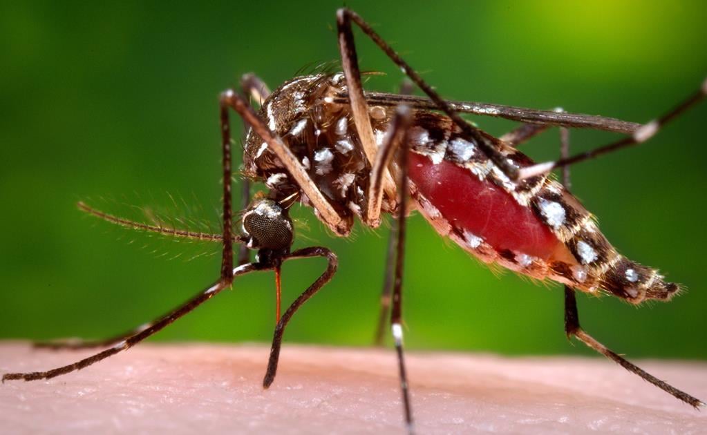 Lucha contra el zika en Florida se dificulta por lluvia 