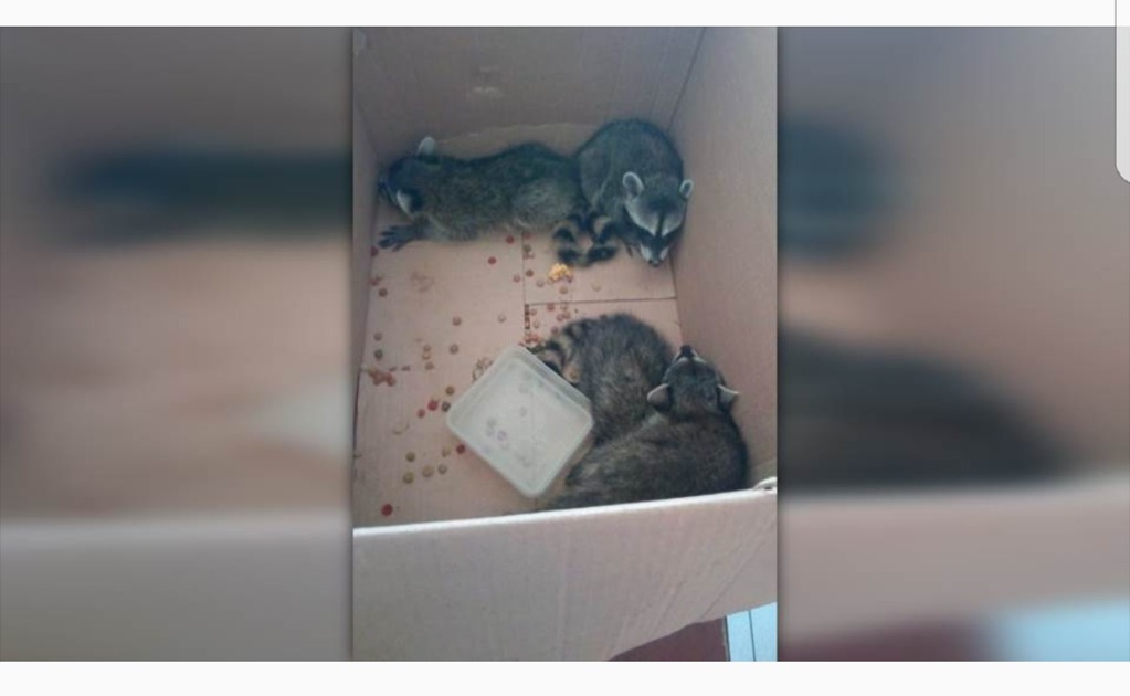 Hallan nido de mapaches en Centro de Salud de Altamira