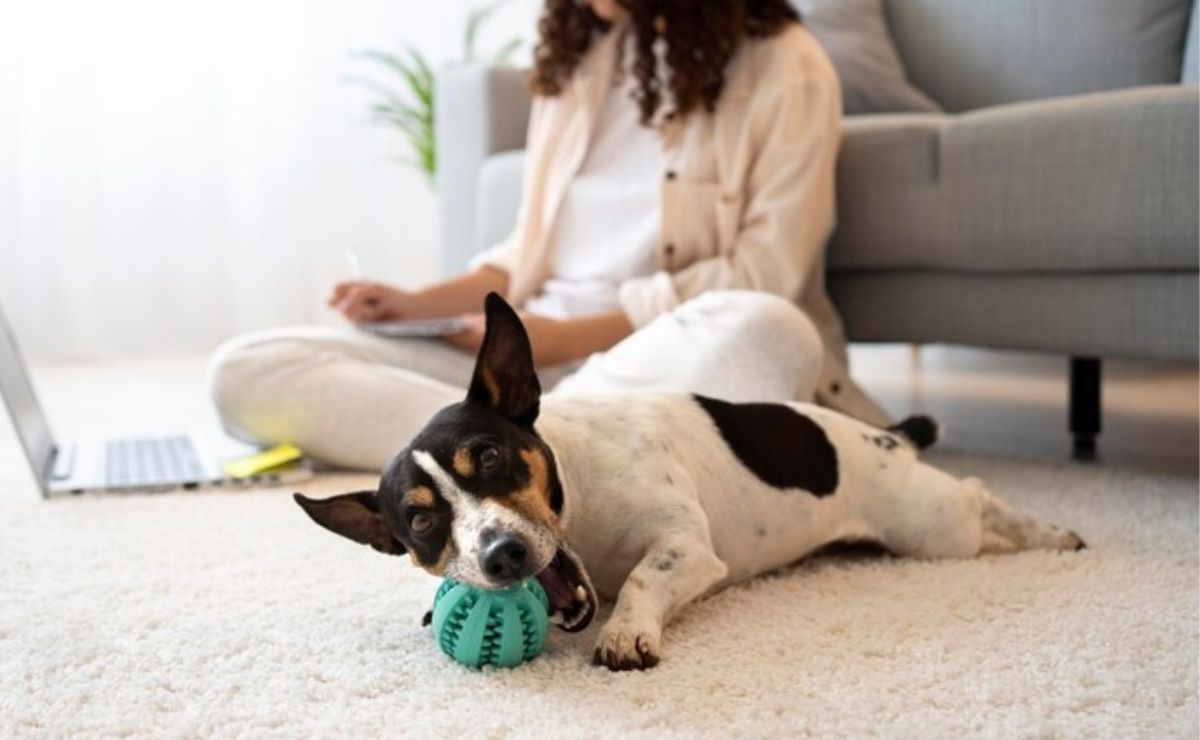Estas son las mejores pelotas indestructibles para perros, según especialista en psicología canina