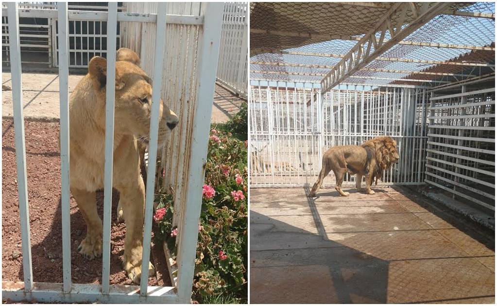 Supervisa Profepa hábitat de leones en Ayapango, Edomex