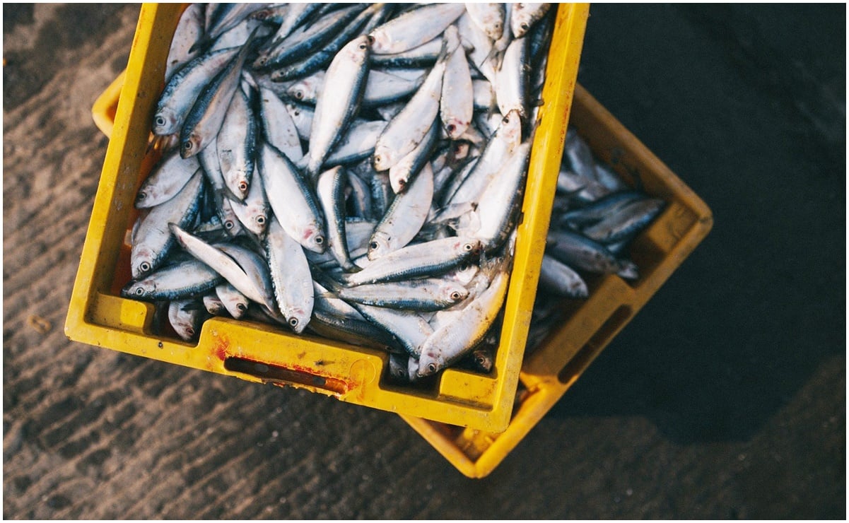 China y México dialogan sobre acceso de pescados a mercado chino e inversiones