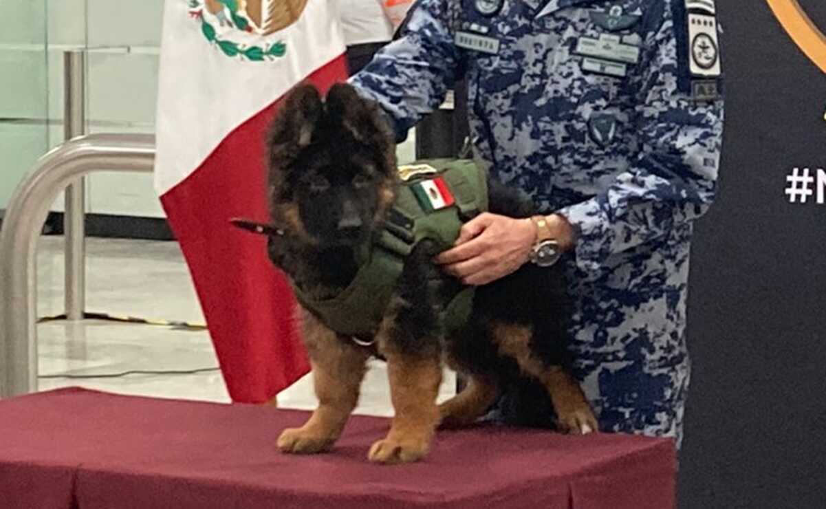 ¿Proteo II, Arcadaş o Yardim? Sedena convoca a elegir nombre para el cachorro turco que "seguirá las huellas" de Proteo 