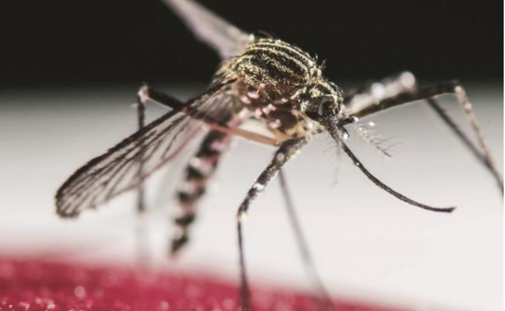 Zika no representa riesgo para turistas, aseguran