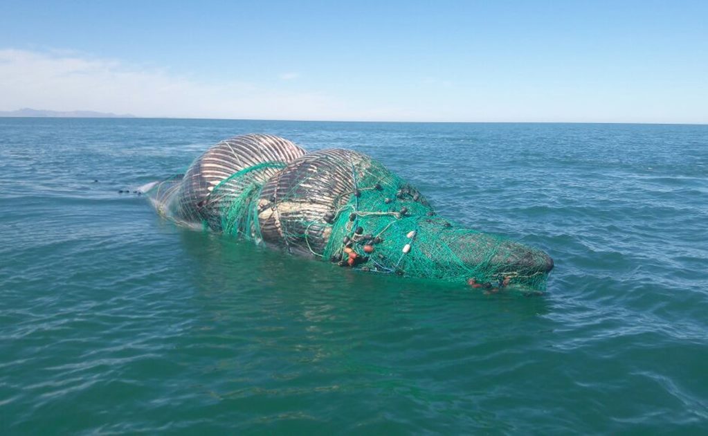 Atienden varamiento de ballena muerta en Baja California 